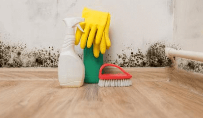 Mold Remediation Services to Ensure a Safe and Healthy Living Environment